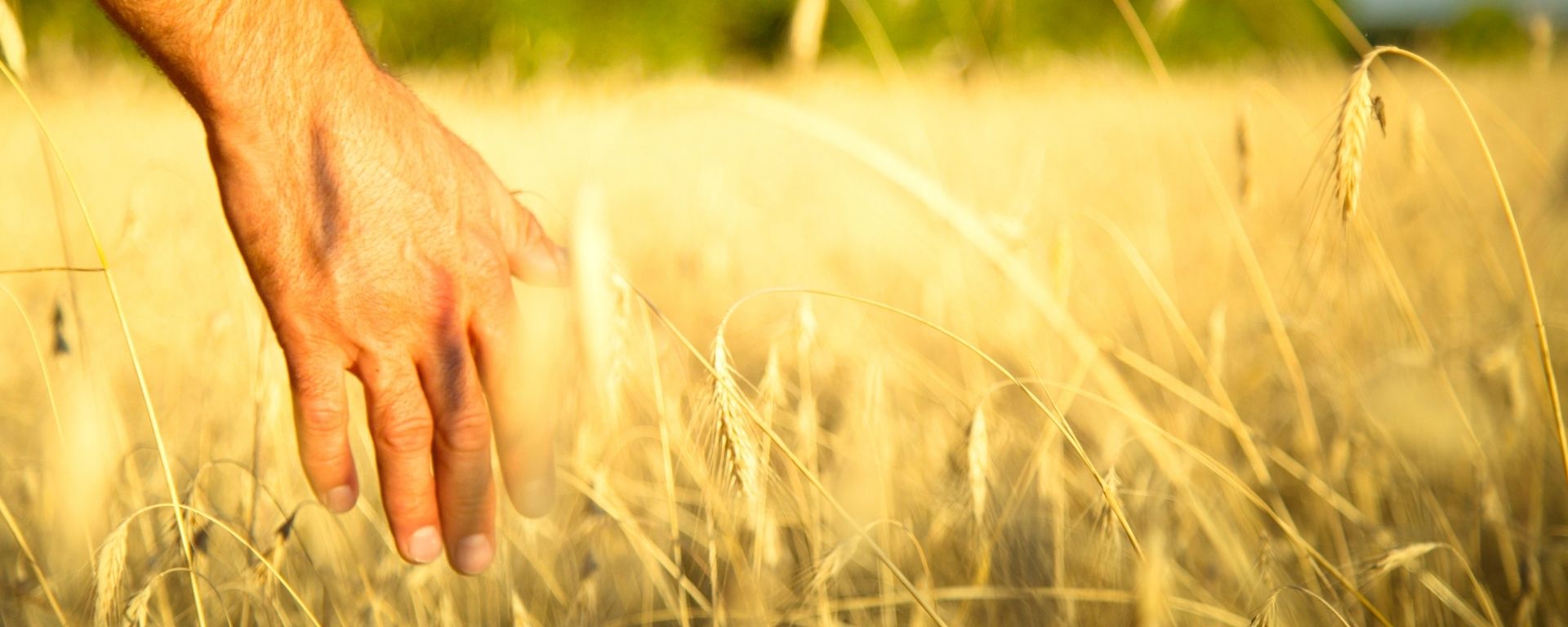 Educación financiera: futuro y opciones para el agro