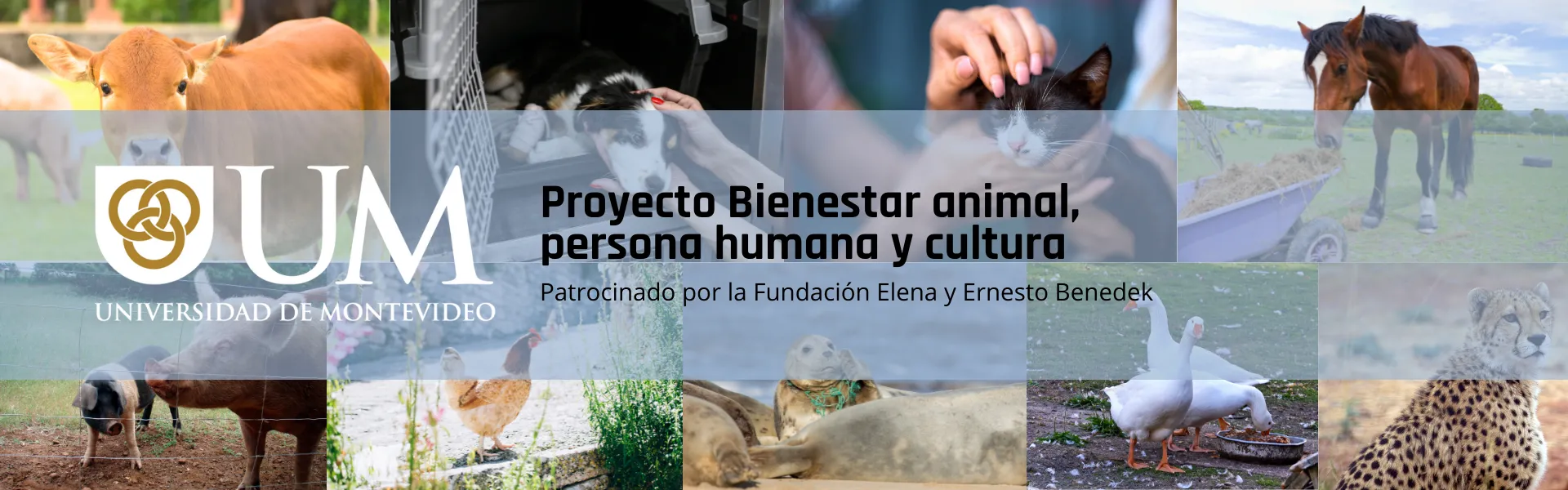 Proyecto bienestar animal, persona humana y cultura, facultad de Humanidades y Educación de la UM
